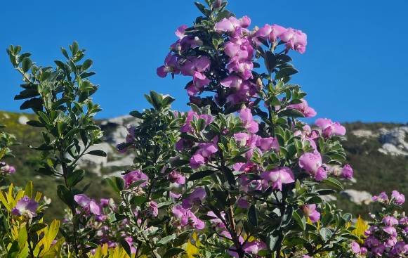 Podalyria calyptrata in bloom